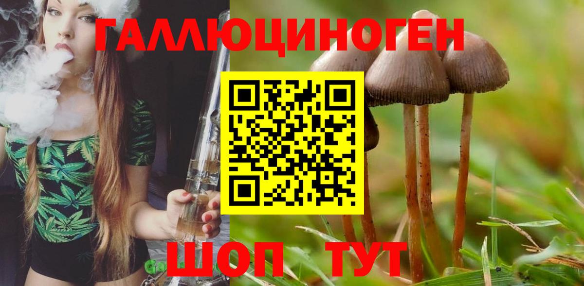Славгород  Псилоцибиновые грибы прущие грибы  как найти наркотики  Вход с VPN  Псилоцибиновые грибы Magic Shrooms 